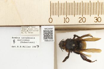 Media type: image;   Entomology 812115 Aspect: labels